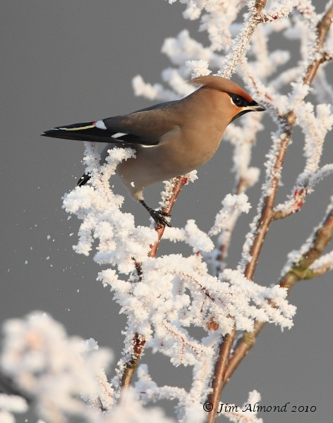 Waxwing on frosty branch ice crystals Newport 7 12 10 IMG_7281